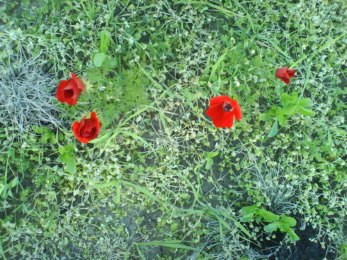 anemone in the end of the season