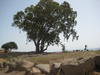 tree in the middle of nowhere